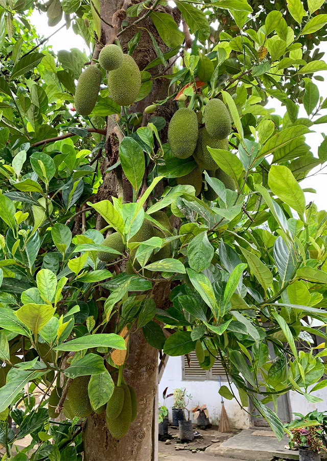 Nangka