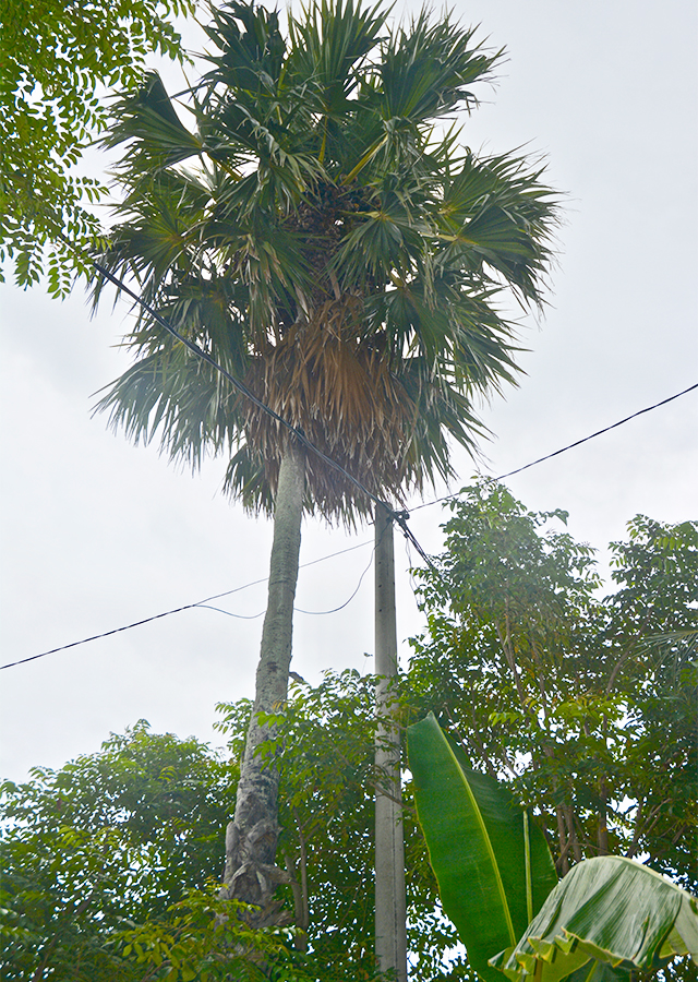 Siwalan