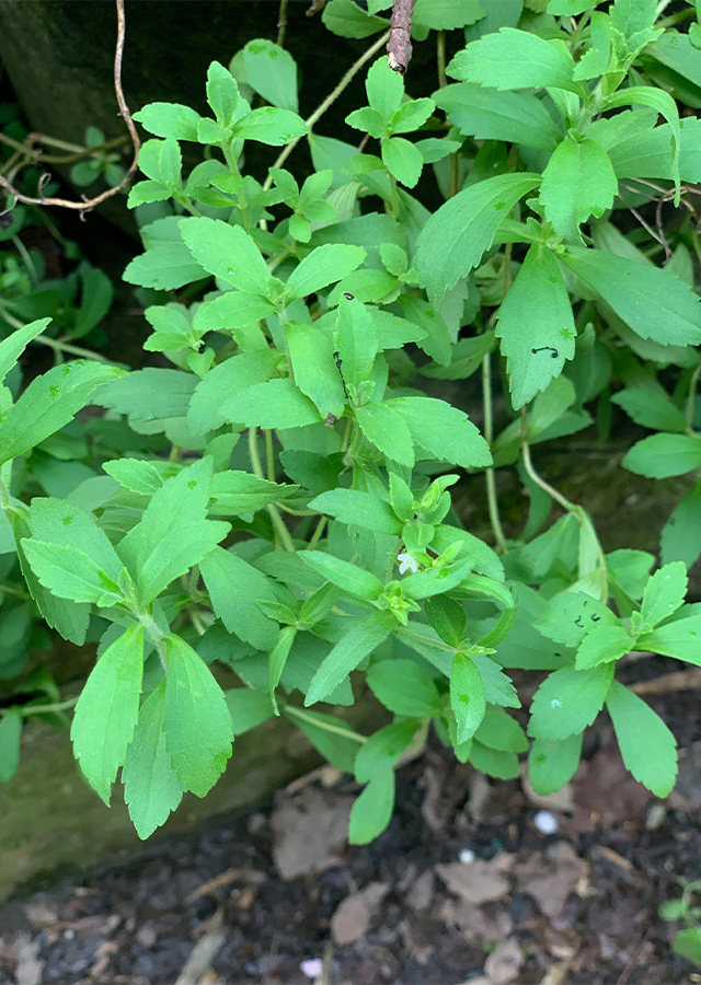 Stevia