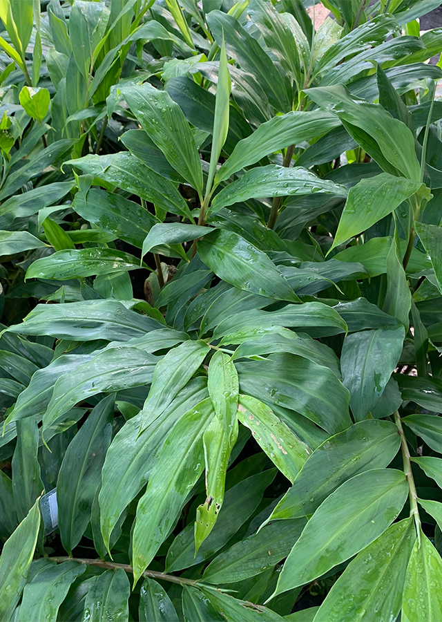 Lempuyang