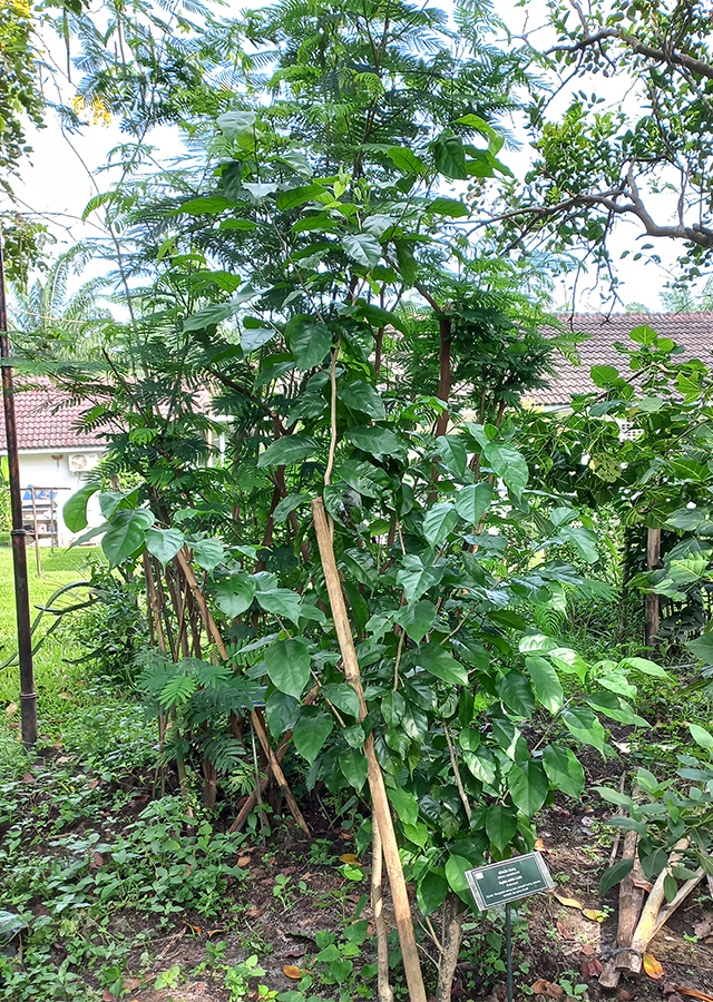 Cendana Afrika