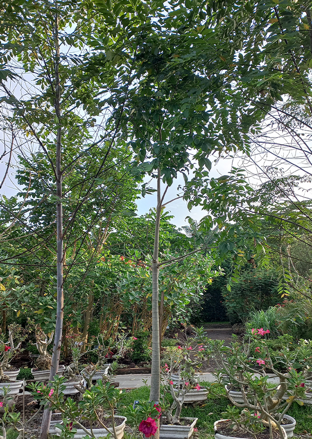 Baobab
