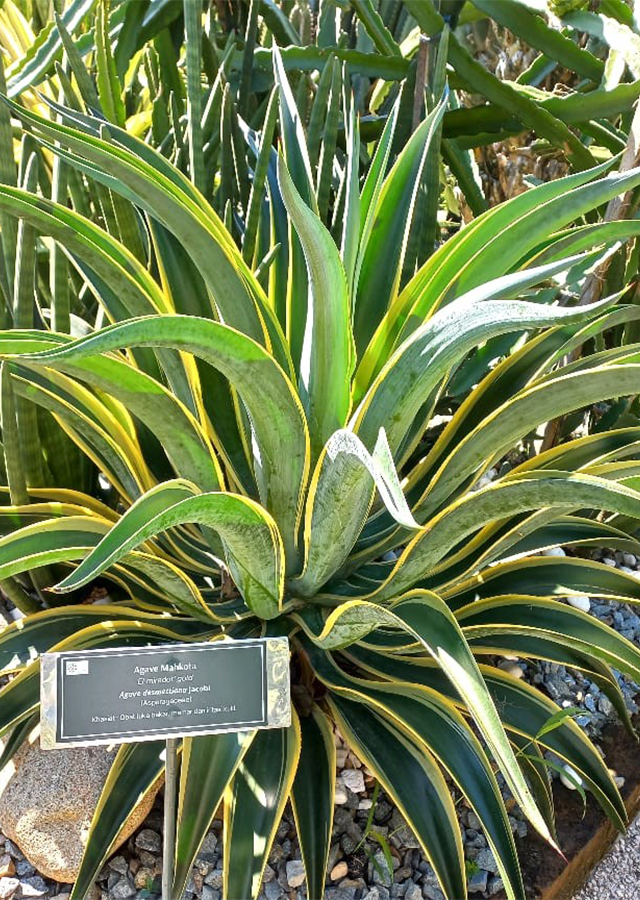 Agave Mahkota
