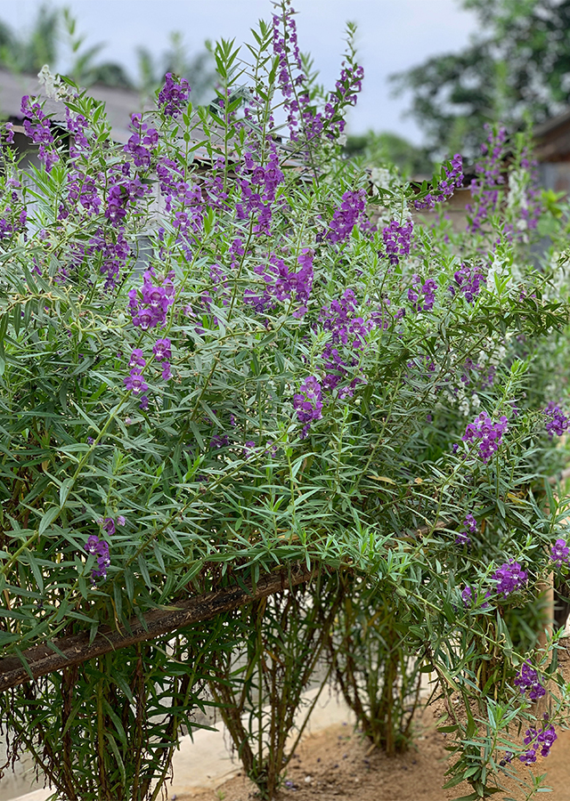 Angelonia Lavender Palsu