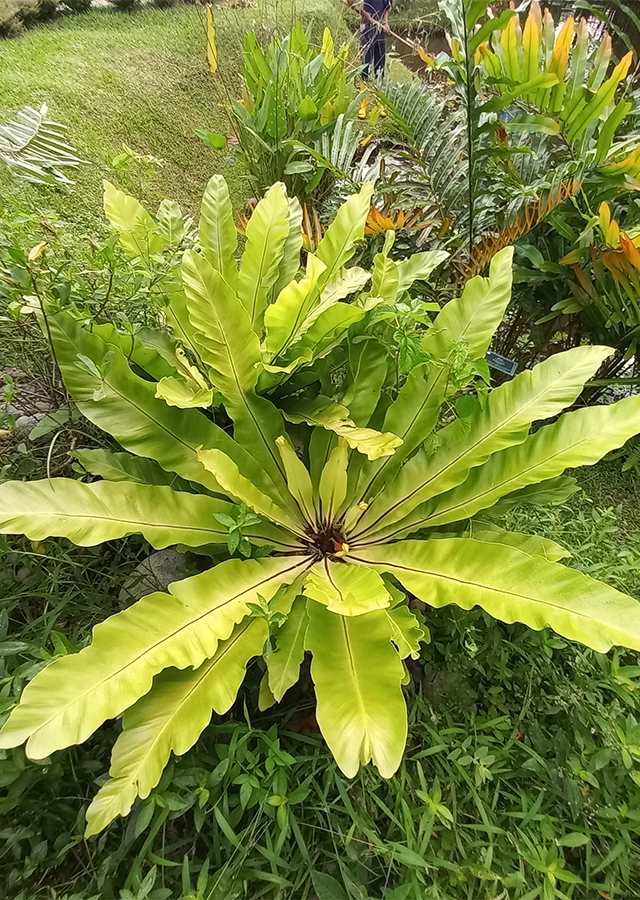 Kadaka