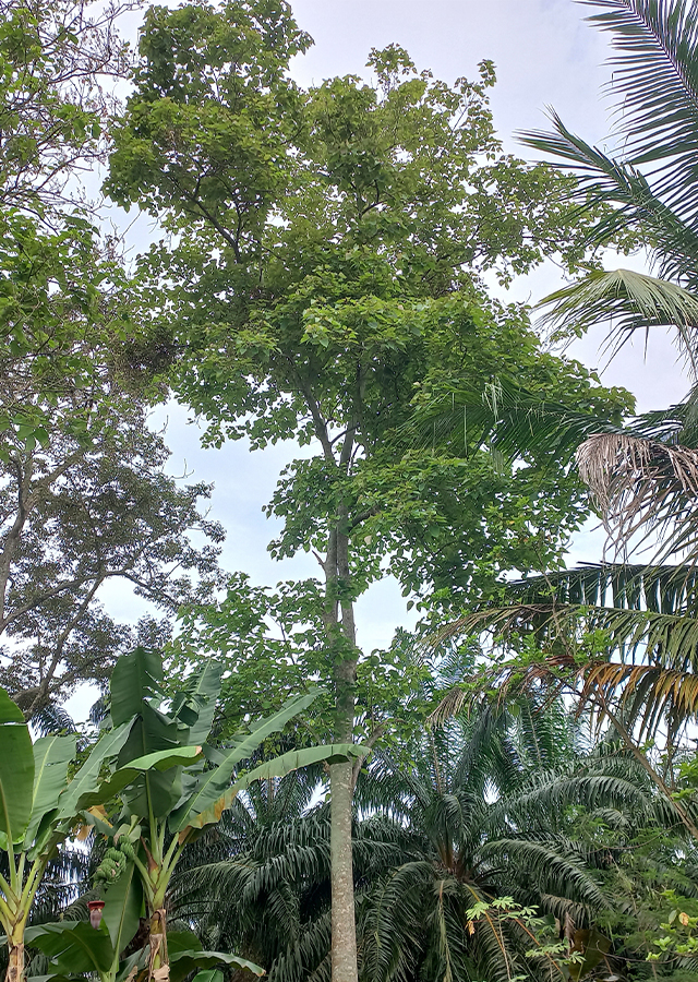 Jati