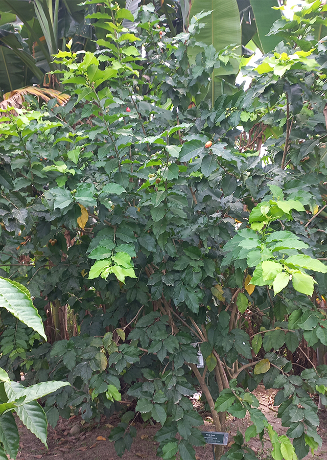 Kacang Almond