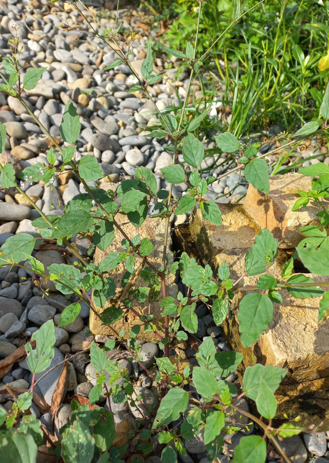 Daun Cakaran Putih
