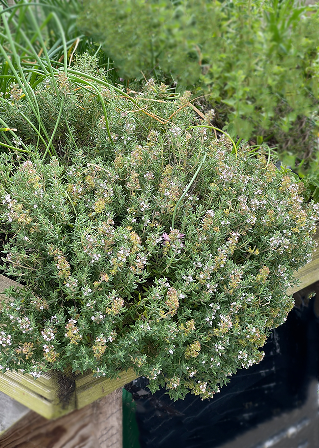Thyme