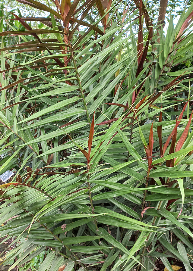 Jahe Wulung