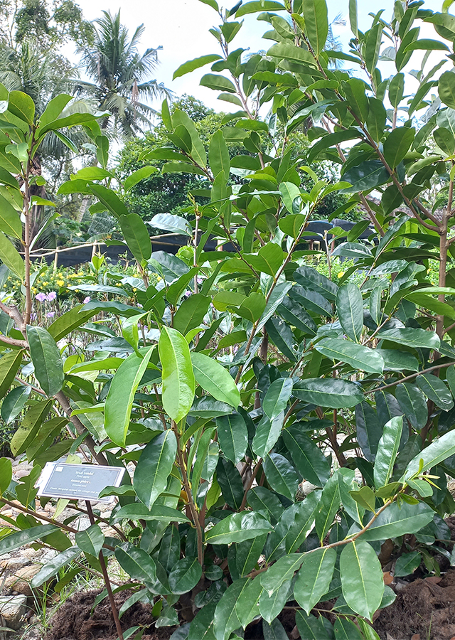 Sirsak Gundul