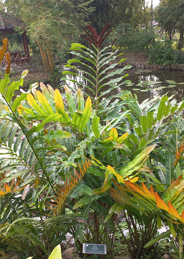 Paku Laut