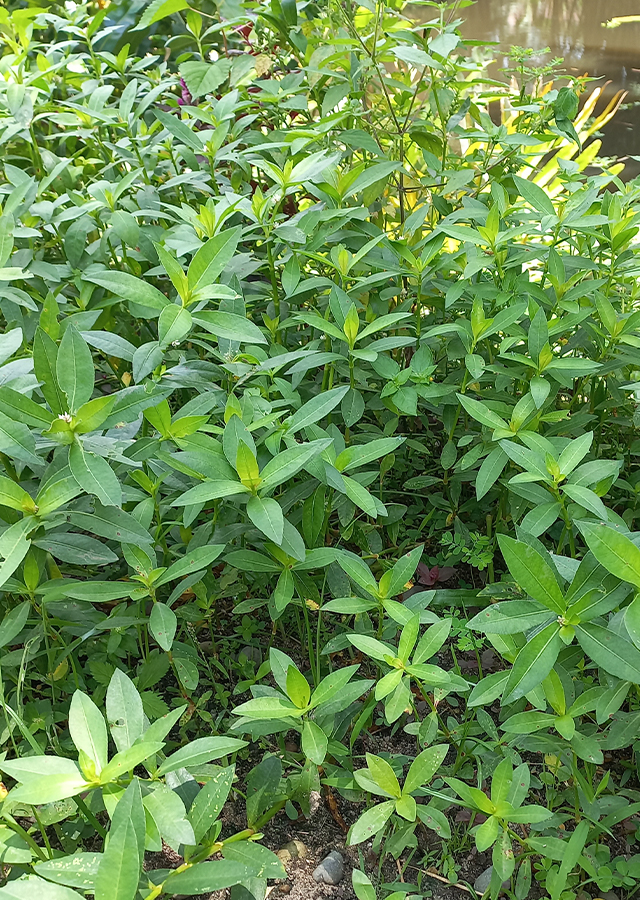 Rumput Buaya