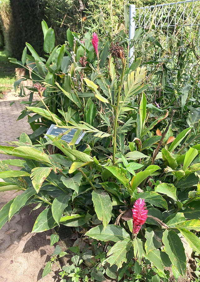 Lengkuas Merah
