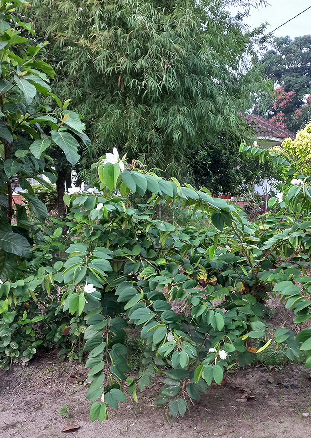 Kupu-Kupu Putih