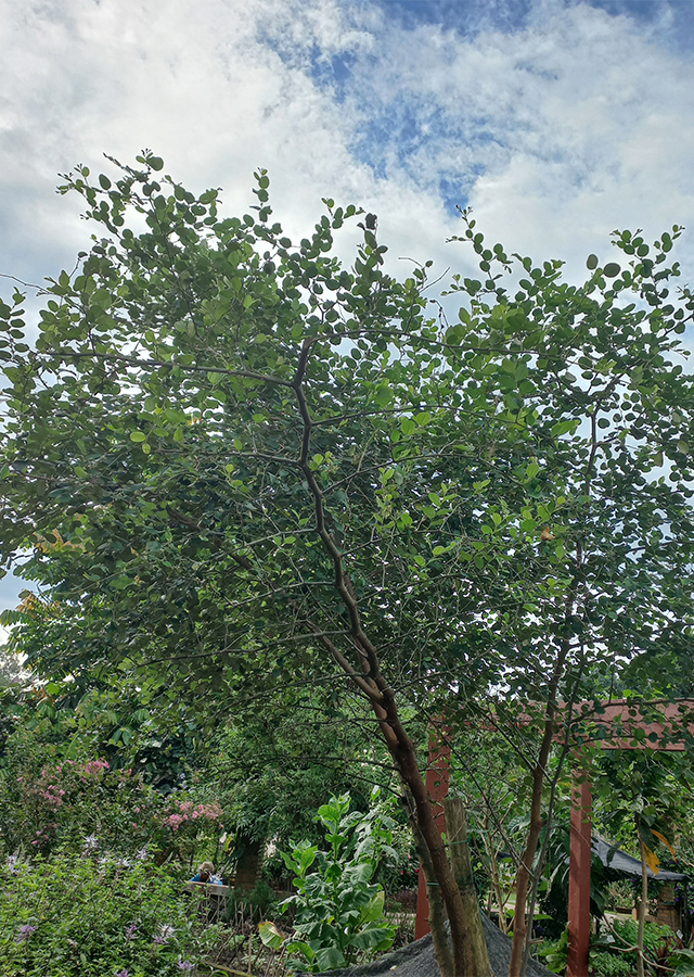 Bidara Arab