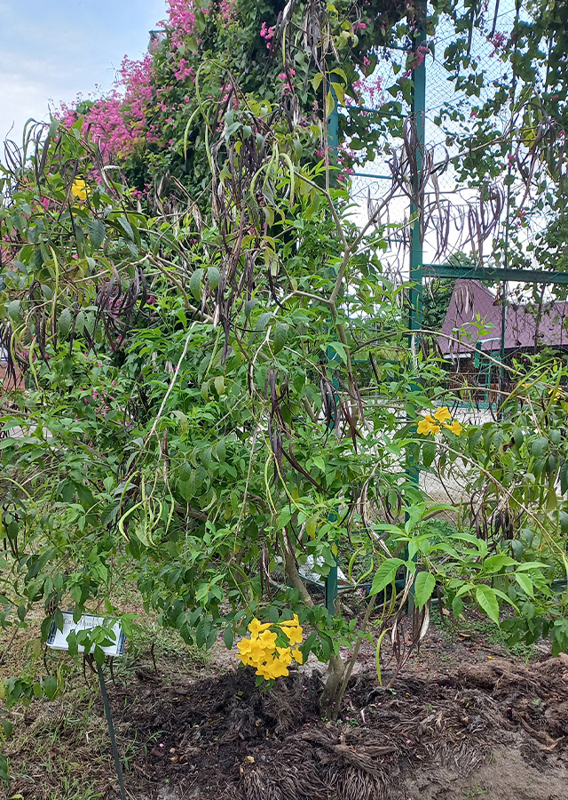 Bunga Terompet Kuning