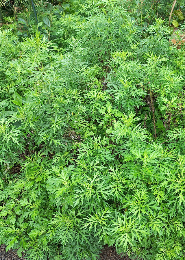 Silvery Wormwood