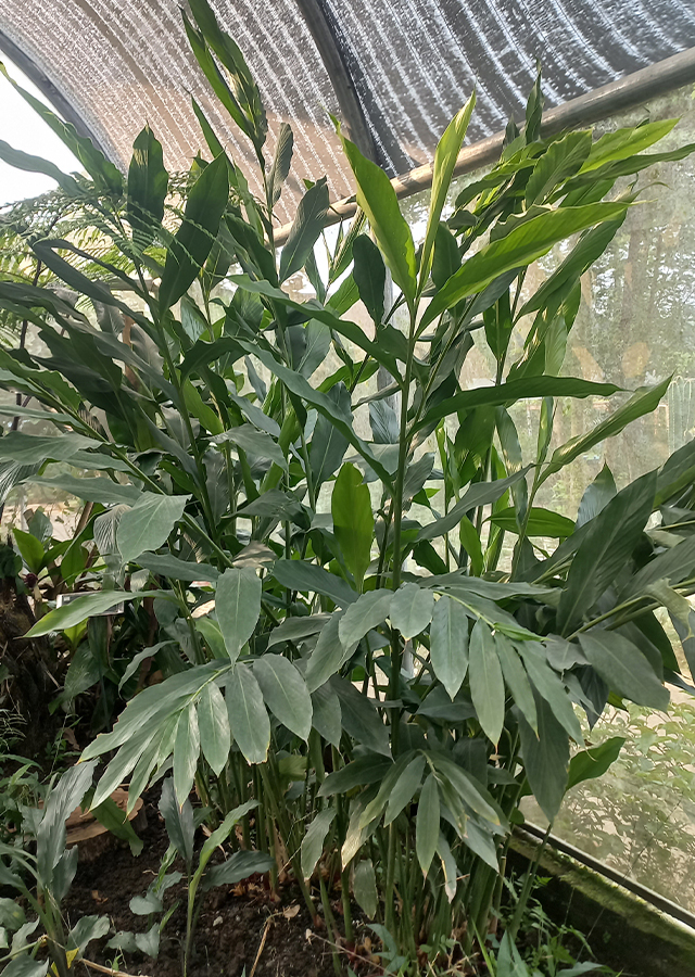 Parahulu