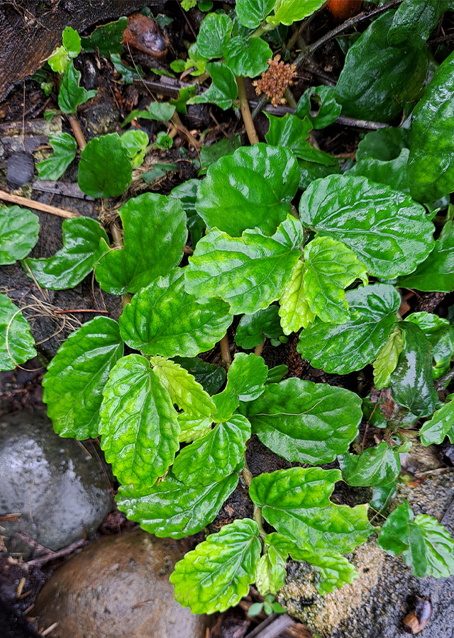 Rumput Sisik Naga