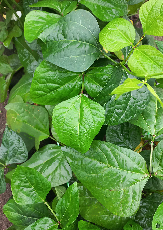 Kacang Tunggak