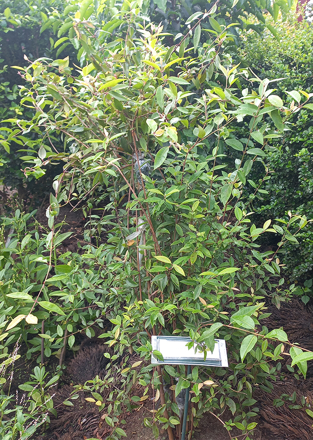 Lemon Myrtle