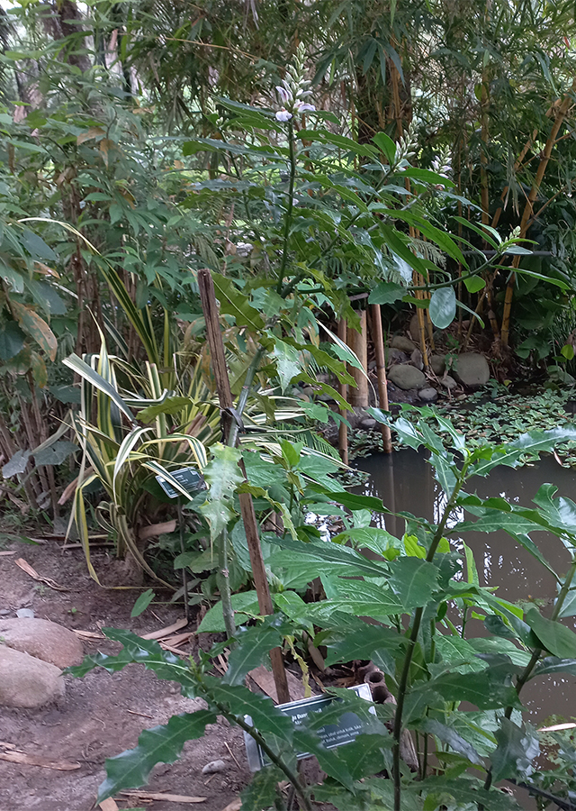Daruju Bunga Kecil Ungu