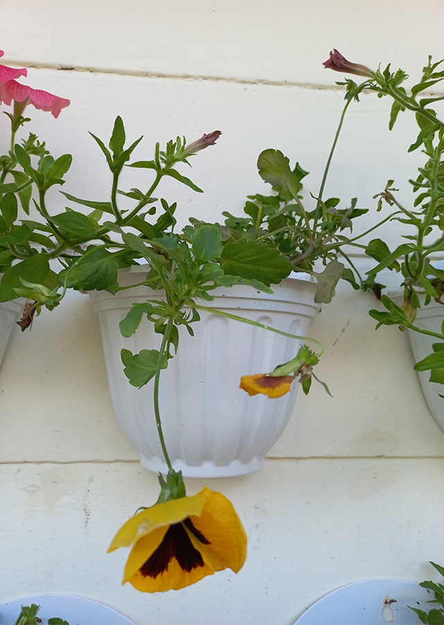 Pansy