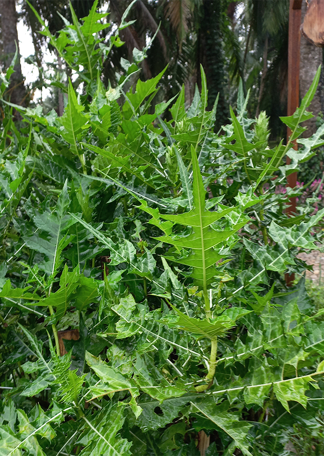 Daruju Bunga Biru