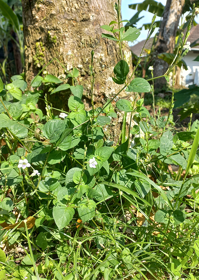 Rumput Israel