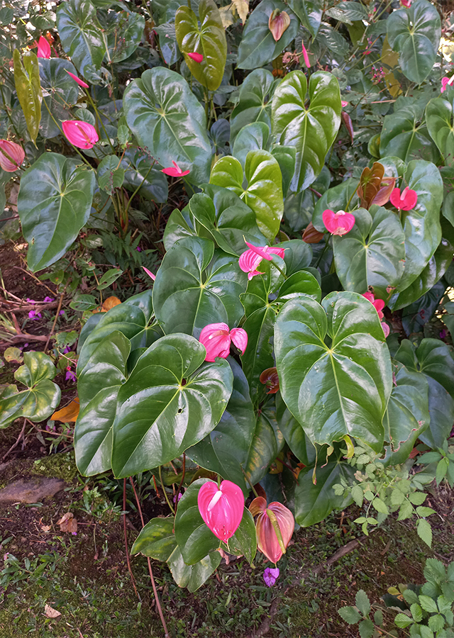 Bunga Anthurium