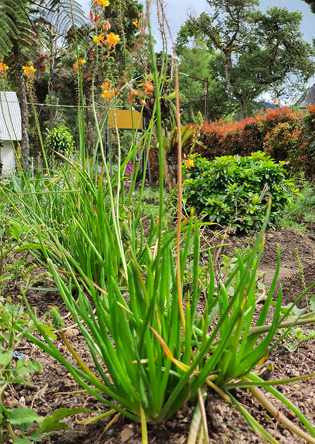 Bulbine frutescens