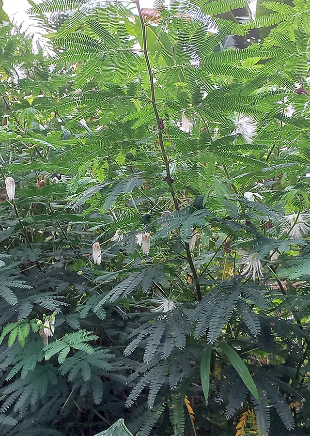 Kaliandra Putih
