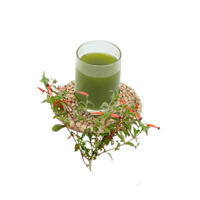Traditional recipe Peptic ulcer from Bunga Cerutu