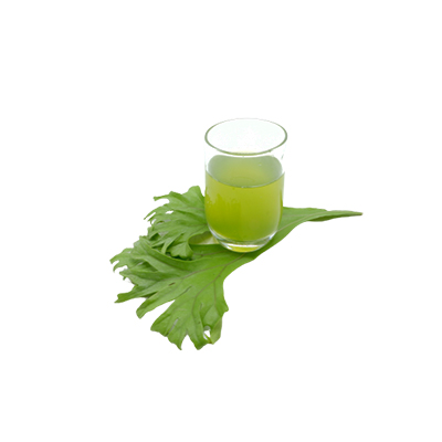 Traditional recipe As a laxative from Pakis Ekor Ikan