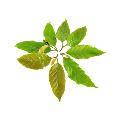 Traditional recipe Refreshing the Body from Kopi Arabica