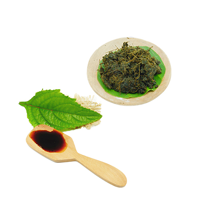 Traditional recipe Addressing Diarrhea from Daun Pusar