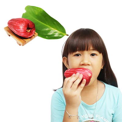 Traditional recipe Diarrhea from Jambu Bol