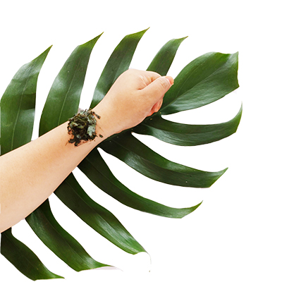 Traditional recipe Addressing Skin Infection and Inflammation (Ringworm, Rashes, Boils, and Athlete's Foot) from Ekor Naga