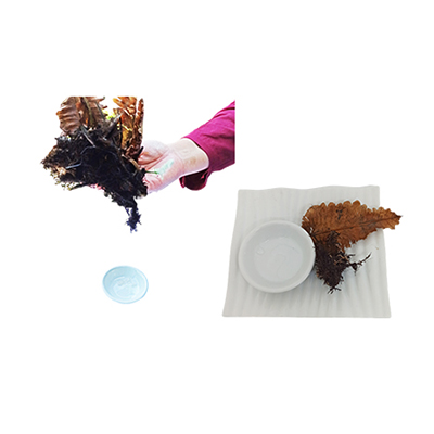 Traditional recipe Eye Ailment from Akar Kusu