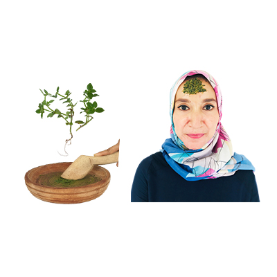 Traditional recipe Relieving Headache from Daun Samak