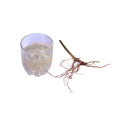 Traditional recipe Fever and Scanty Urination from Daun Katuk