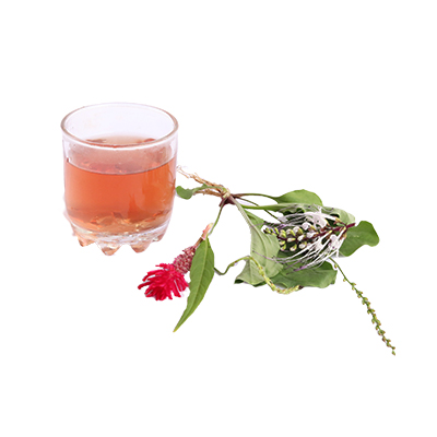 Traditional recipe Urinary Tract Infection from Daun Sendok
