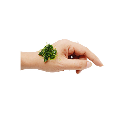 Traditional recipe Wounds from Daun Mangkok