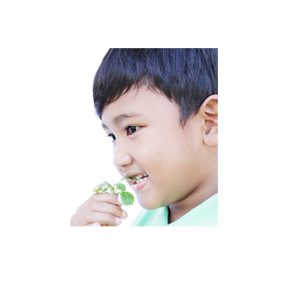 Traditional recipe Canker Sores from Daun Jintan