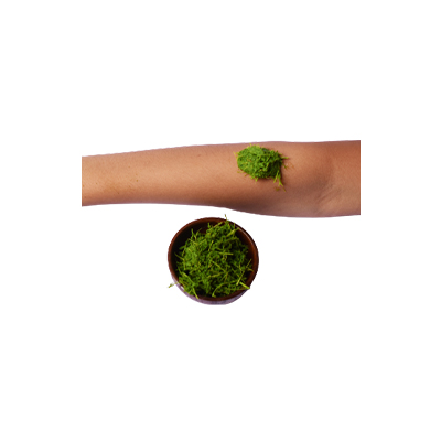 Traditional recipe Treating Wounds from Flamboyan