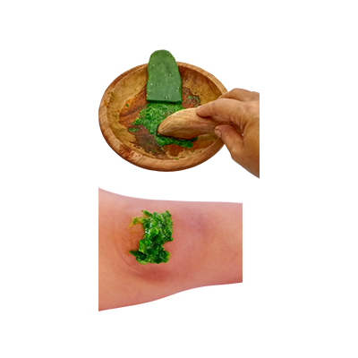 Traditional recipe Rheumatism from Kaktus Centong