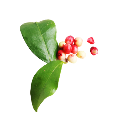 Traditional recipe High blood pressure from Buah Buni