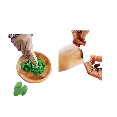 Traditional recipe Treating wounds from Kacang Benguk