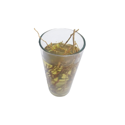 Traditional recipe Addressing low libido from Kayu Lanang